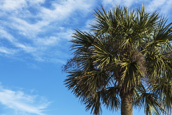 Picture of Palm Tree against a blue sky background