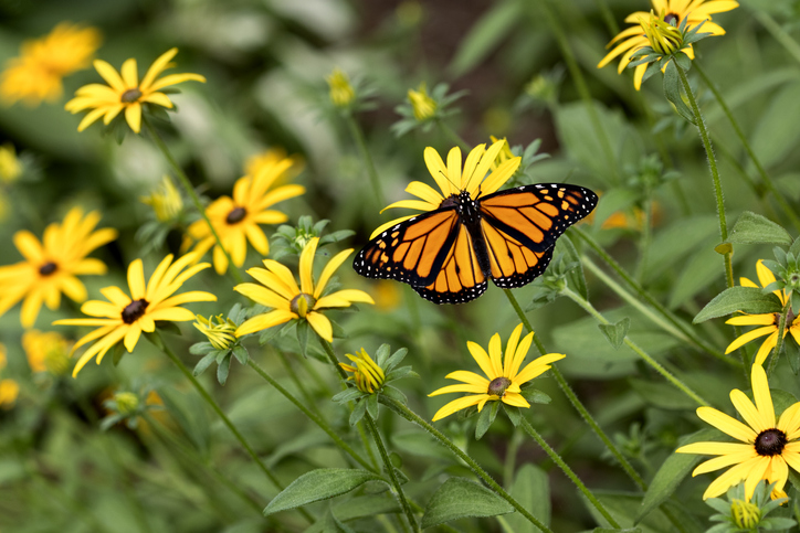 Newly emerged male monarch on Black-eyed Susans